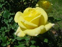 MOMS FLOWERS 005.JPG