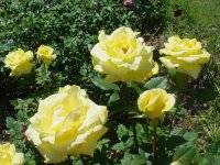 MOMS FLOWERS 004.JPG