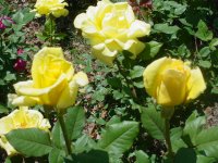 MOMS FLOWERS 007.JPG