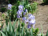 lavender iris.jpg