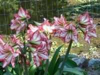 more amaryllis.jpg