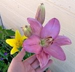 tn_7-17-08 021.jpg