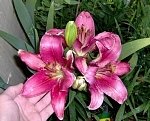 tn_7-19-08 011.jpg