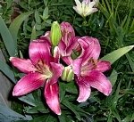 tn_7-19-08 007.jpg