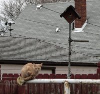 cat09bird.jpg