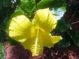 tn_My Blooms 2008 007.JPG