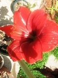 tn_My Blooms 2008 001.JPG