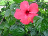 tn_Red Hibiscus.JPG