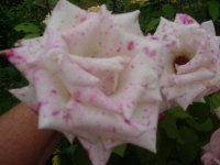 MOMS FLOWERS 010.JPG
