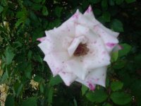 MOMS FLOWERS 009.JPG