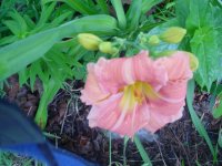MOMS FLOWERS 003.JPG