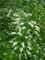 MOMS FLOWERS 004.JPG