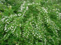 MOMS FLOWERS 005.JPG