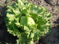 lettuce.jpg