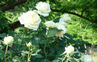 white rose.jpg