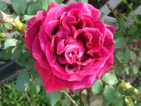 red rose.jpg