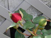 bud.jpg