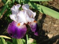 iris10.jpg