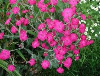 iscoronaria.jpg