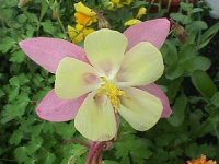 2005.05.27 Columbine flower_Yellow+Pink-frontview1.jpg
