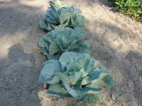 cabbage.jpg