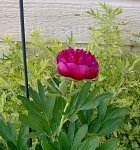 tn_6-4-08 032.jpg
