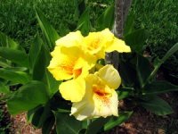 tn_New Flower Beds 031.JPG