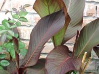 tn_New Flower Beds 022.JPG