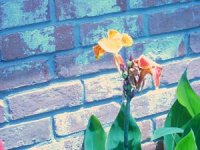 tn_New Flower Beds 012.JPG