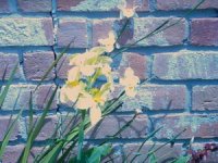 tn_New Flower Beds 013.JPG