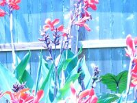 tn_New Flower Beds 008.JPG
