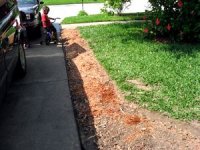 tn_New Flower Beds 033.JPG