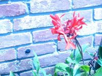 tn_New Flower Beds 014.JPG