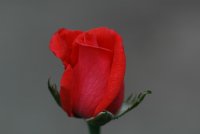 bud1.jpg