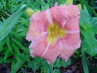 MOMS FLOWERS 002.JPG