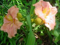 MOMS FLOWERS 001.JPG