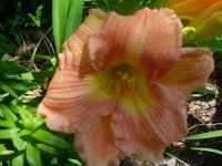 MOMS FLOWERS 002.JPG