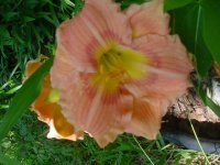 MOMS FLOWERS 003.JPG