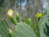 MOMS FLOWERS 004.JPG