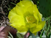 MOMS FLOWERS 005.JPG