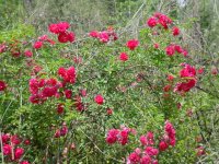MOMS FLOWERS 013.JPG