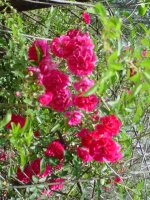 MOMS FLOWERS 010.JPG
