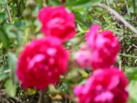MOMS FLOWERS 012.JPG