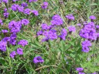 MOMS FLOWERS 007.JPG