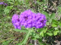 MOMS FLOWERS 008.JPG
