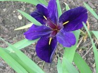 iris2.jpg