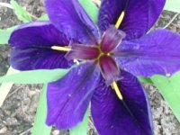 flower2.jpg