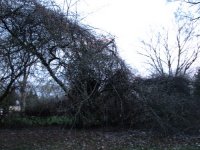 tree2.jpg