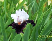Iris b&w.jpg