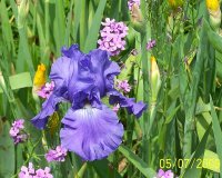 Iris lavender 2.jpg